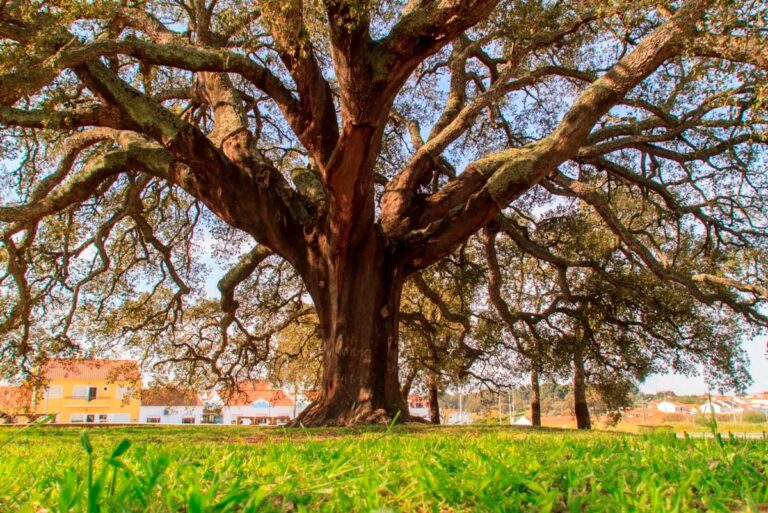 Assobiador: a maior árvore de cortiça do mundo é portuguesa